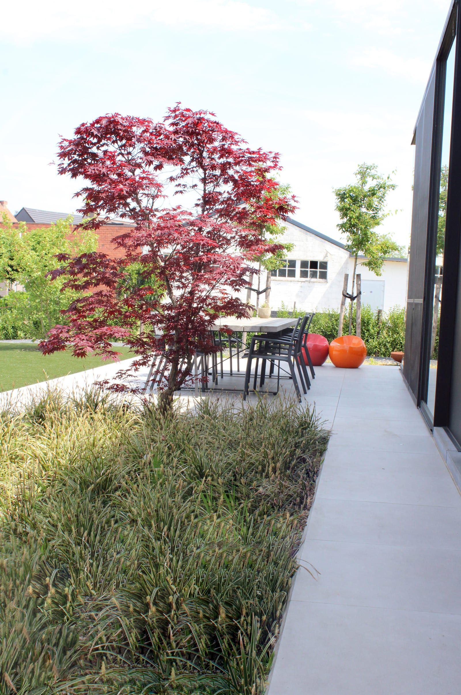 Moderne tuin met zwembad